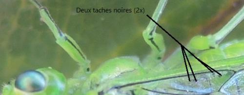 Rhogogaster punctulata